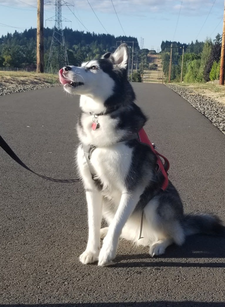 Naga, a Siberian Husky tested with EmbarkVet.com