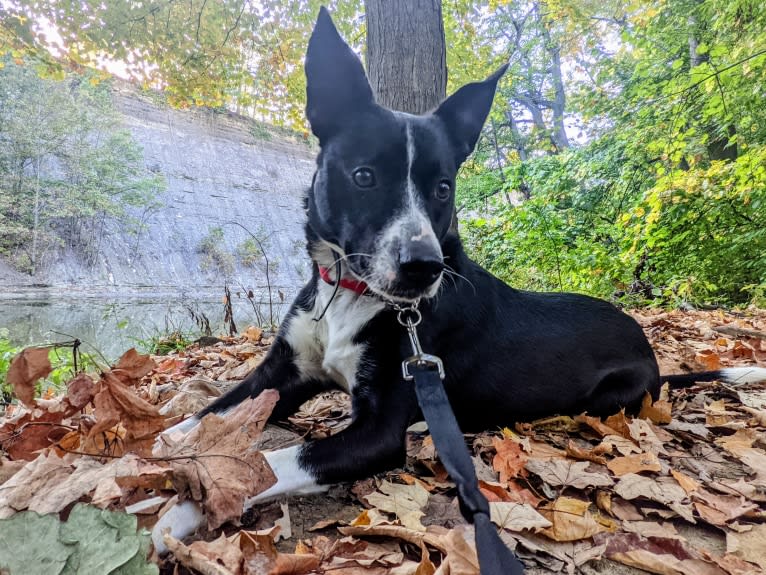 Pepper, an American Pit Bull Terrier and German Shepherd Dog mix tested with EmbarkVet.com