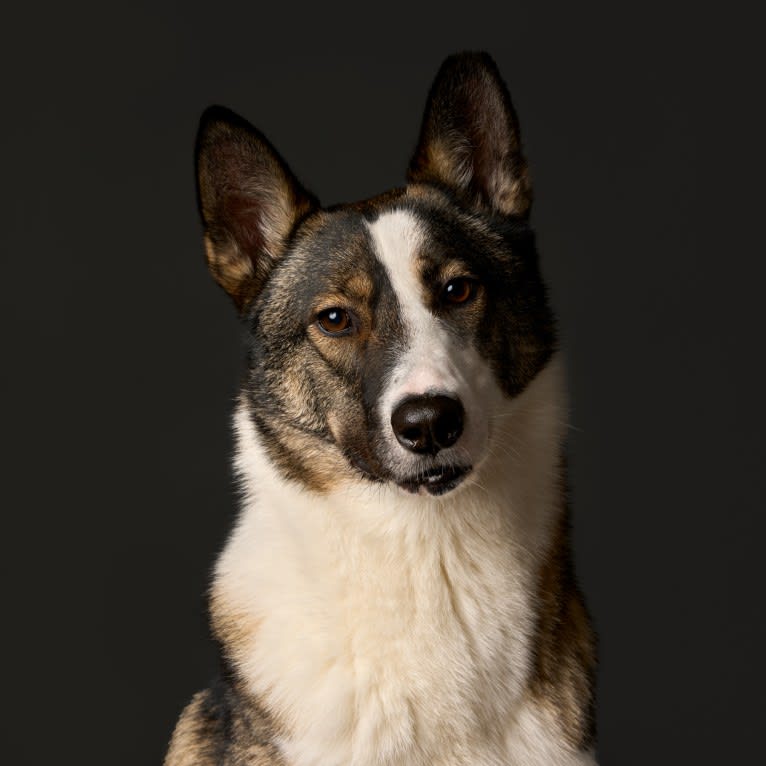 Legoshi, a Central Asian Village Dog tested with EmbarkVet.com