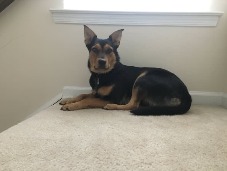 Luna, an Australian Cattle Dog and Labrador Retriever mix tested with EmbarkVet.com