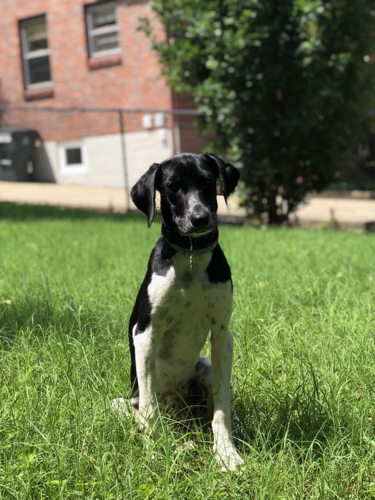 Shiloh, a German Shorthaired Pointer and Beagle mix tested with EmbarkVet.com