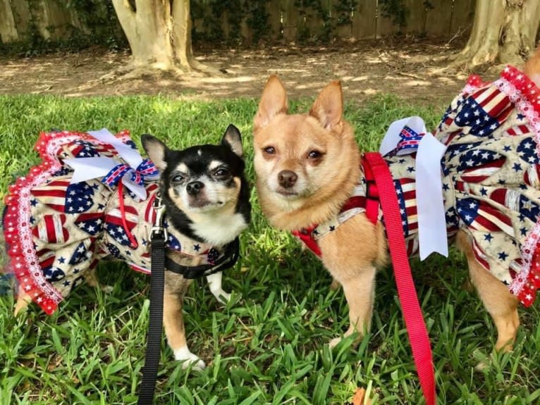 Rena Grace, a Miniature Pinscher and Pomeranian mix tested with EmbarkVet.com