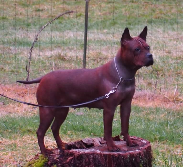 Ting Ting, a Chinese Chongqing Dog tested with EmbarkVet.com