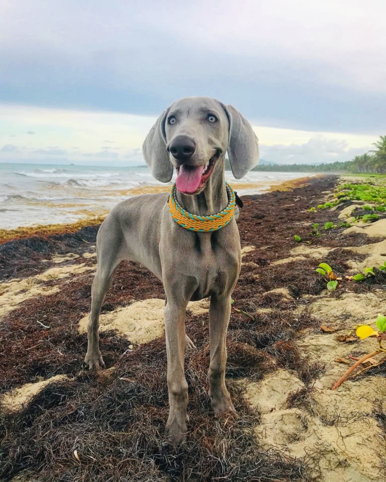 Arya the Weim, a Weimaraner tested with EmbarkVet.com