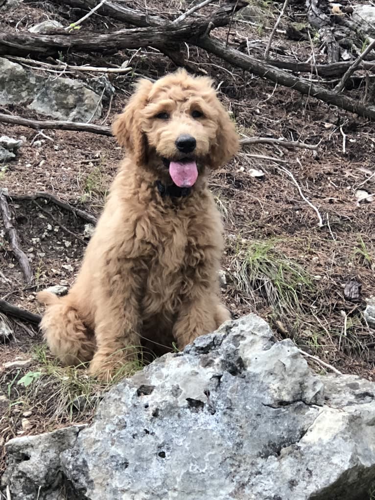 Delight, a Goldendoodle tested with EmbarkVet.com