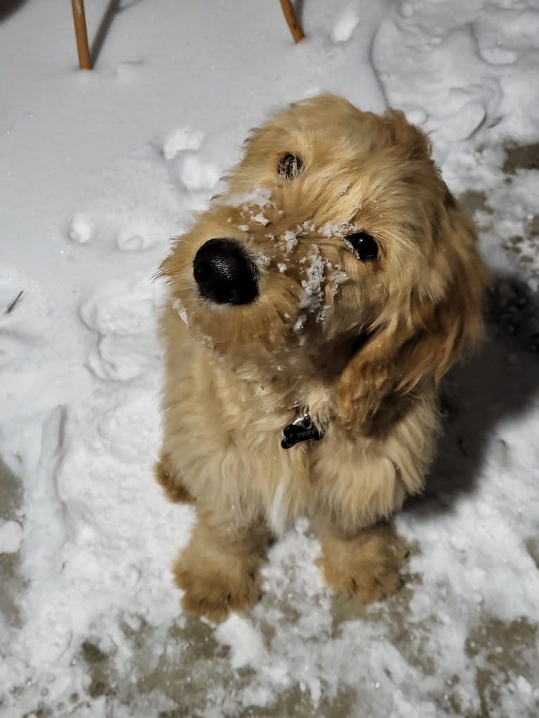 Tobias Lincoln, a Goldendoodle tested with EmbarkVet.com