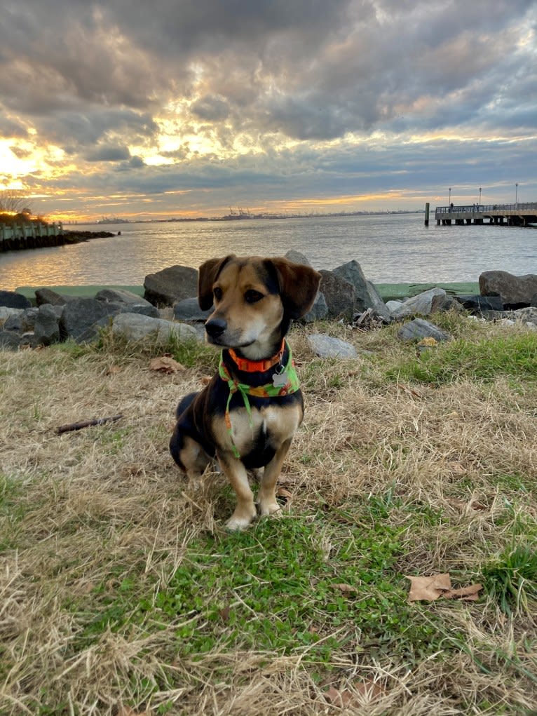 Stout, a Maltese and Chow Chow mix tested with EmbarkVet.com