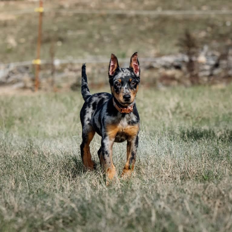 Moulin Vert’s Paxx Romana, a Beauceron tested with EmbarkVet.com