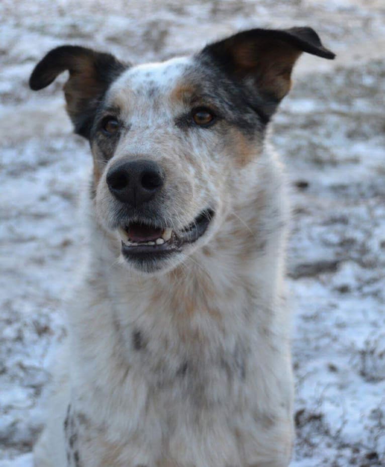 Gem, an Australian Shepherd and German Shepherd Dog mix tested with EmbarkVet.com