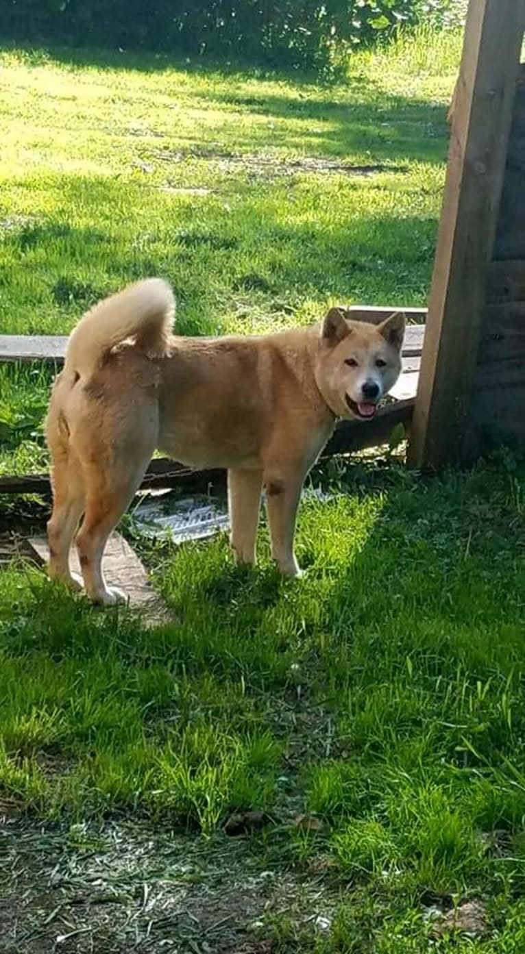 Panda, an Akita tested with EmbarkVet.com