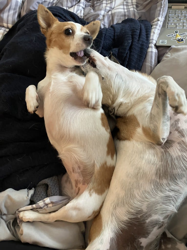 Daisy, a Chihuahua and Rat Terrier mix tested with EmbarkVet.com