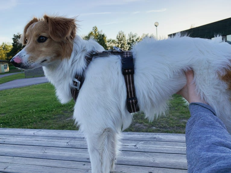 Hjalmar, a Border Collie and Russell-type Terrier mix tested with EmbarkVet.com