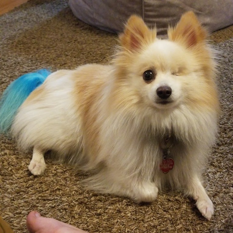 Miruko, a Pomeranian tested with EmbarkVet.com