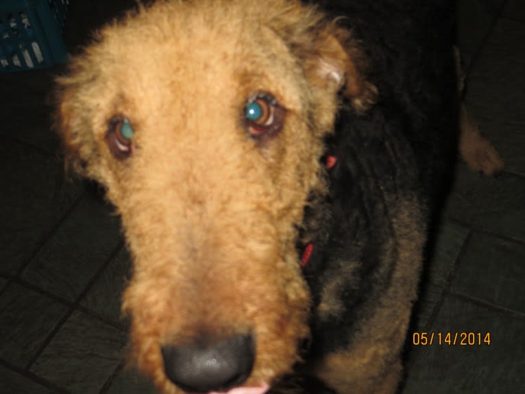 Sulley, an Airedale Terrier tested with EmbarkVet.com