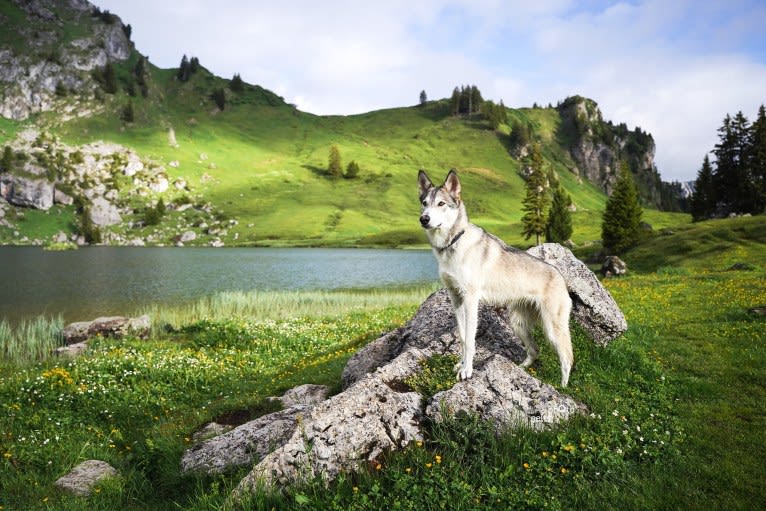 Kida a dog tested with EmbarkVet.com