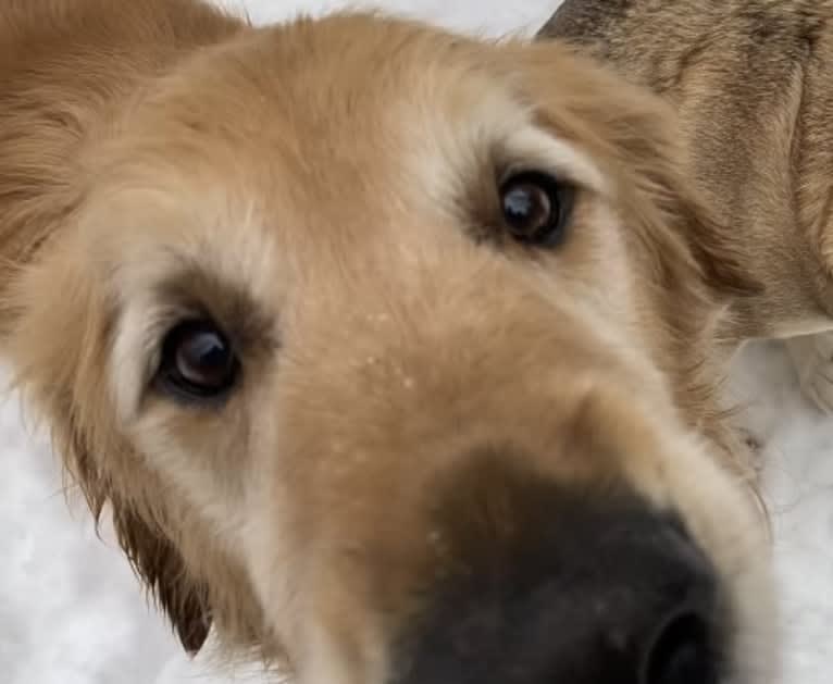 Timber “Gross Manor’s I’ll Be The One You Won’t Forget”, a Golden Retriever tested with EmbarkVet.com