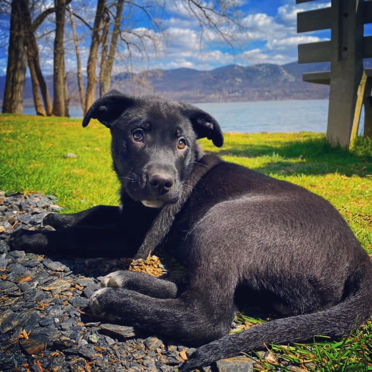 Mooshie, an American Pit Bull Terrier and German Shepherd Dog mix tested with EmbarkVet.com