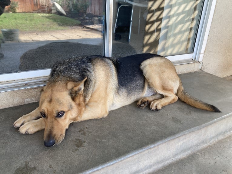 Lukas, a German Shepherd Dog and Australian Cattle Dog mix tested with EmbarkVet.com