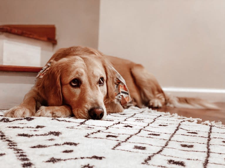 Marley, a Golden Retriever tested with EmbarkVet.com