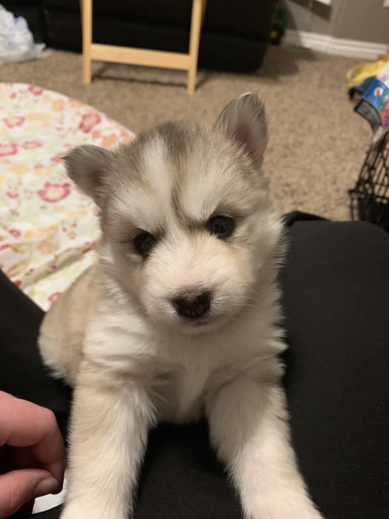 Tamsin, a Pomsky tested with EmbarkVet.com