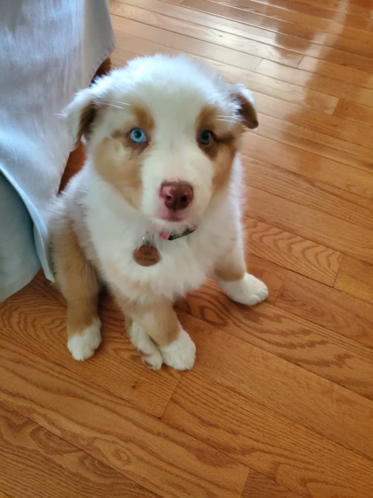 Laika, an Australian Shepherd tested with EmbarkVet.com