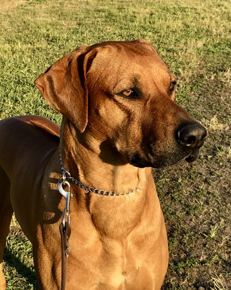 Hughie, a Rhodesian Ridgeback tested with EmbarkVet.com