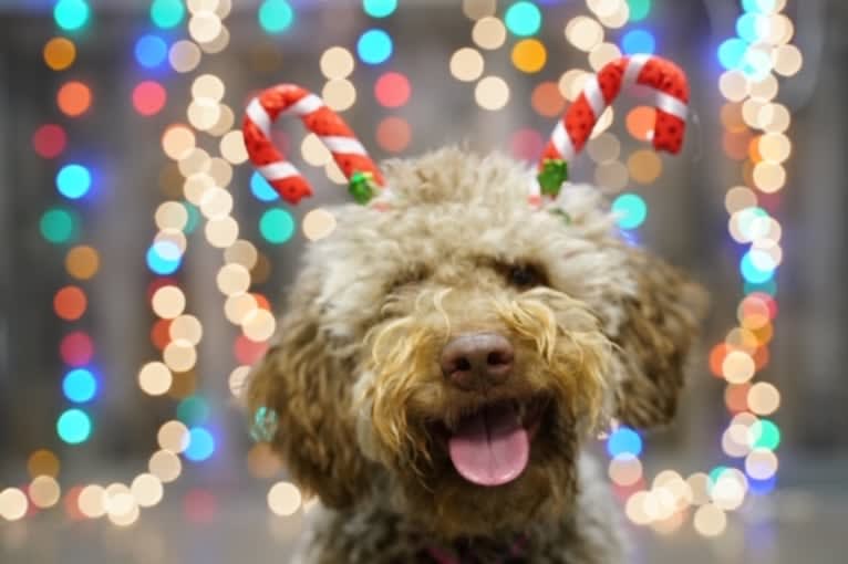 Rosie, a Lagotto Romagnolo tested with EmbarkVet.com