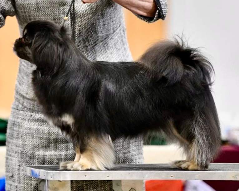 Lily, a Tibetan Spaniel tested with EmbarkVet.com