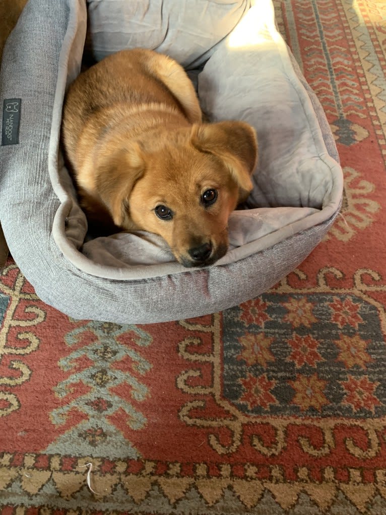 Belle, a Labrador Retriever and Chow Chow mix tested with EmbarkVet.com