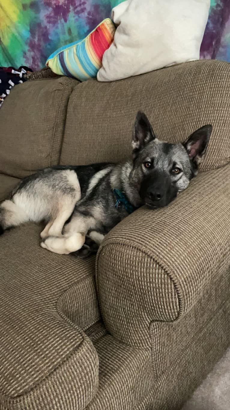 Smokey, a Norwegian Elkhound tested with EmbarkVet.com