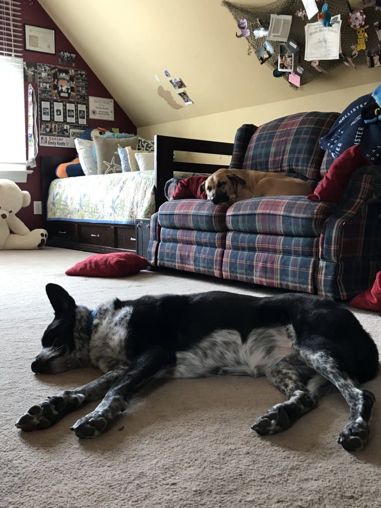 Bandit, a German Shepherd Dog and Border Collie mix tested with EmbarkVet.com