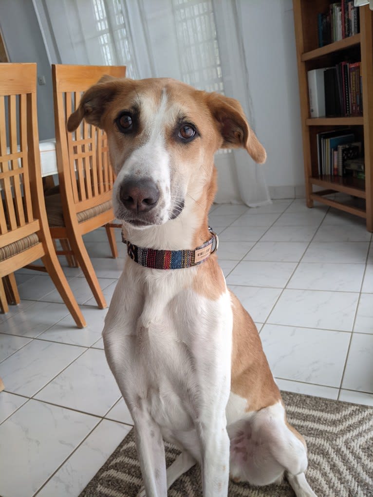 Kenobi, a West African Village Dog tested with EmbarkVet.com