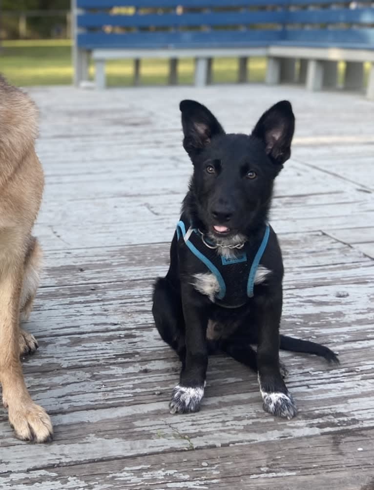 Donny El Dante, a Border Collie and German Shepherd Dog mix tested with EmbarkVet.com