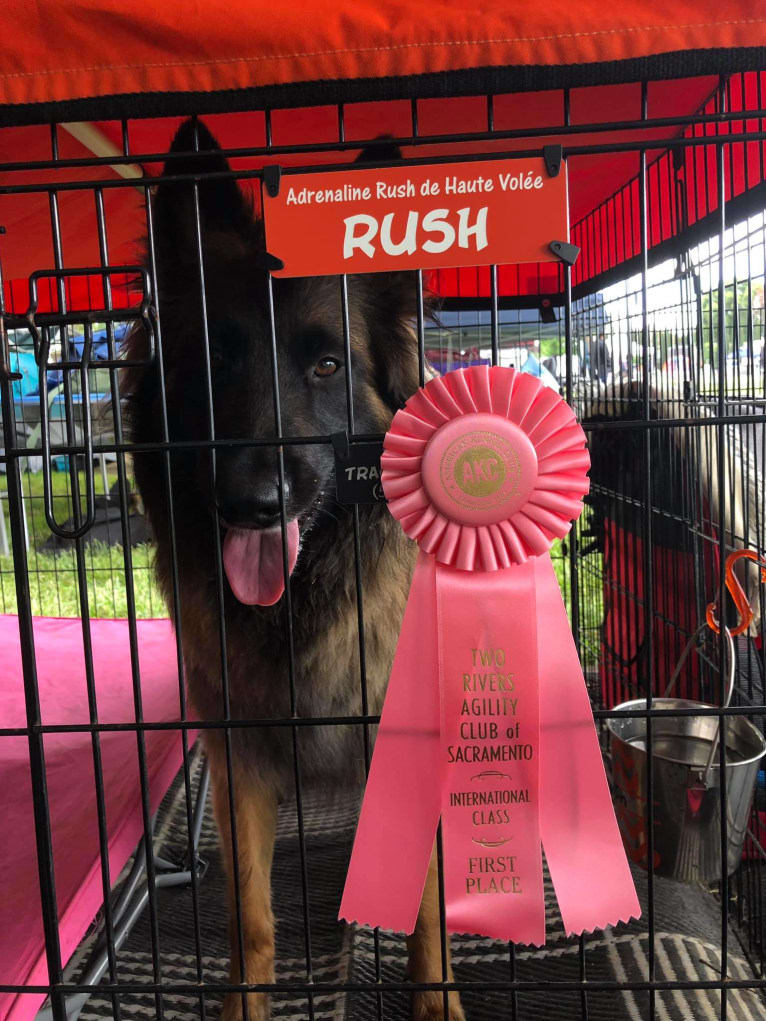 Rush, a Belgian Shepherd tested with EmbarkVet.com