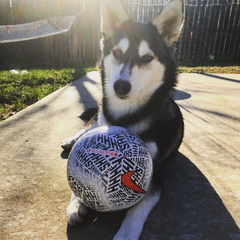 May, an Alaskan Klee Kai and Shiba Inu mix tested with EmbarkVet.com