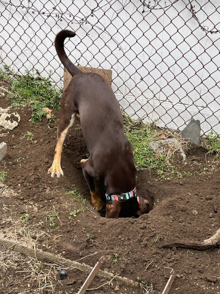 Bustelo, an American Pit Bull Terrier and Australian Cattle Dog mix tested with EmbarkVet.com