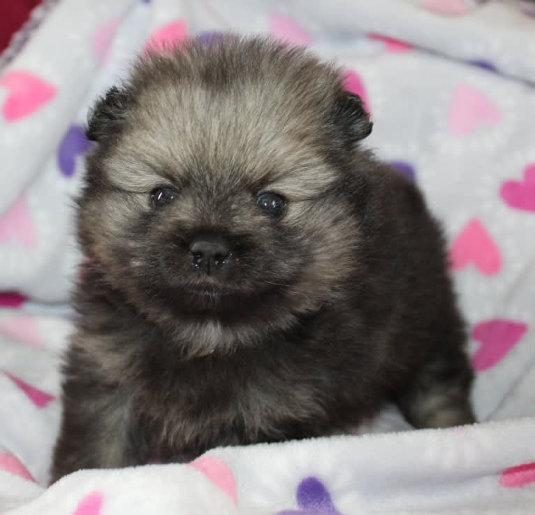 Cadence, a Pomeranian tested with EmbarkVet.com