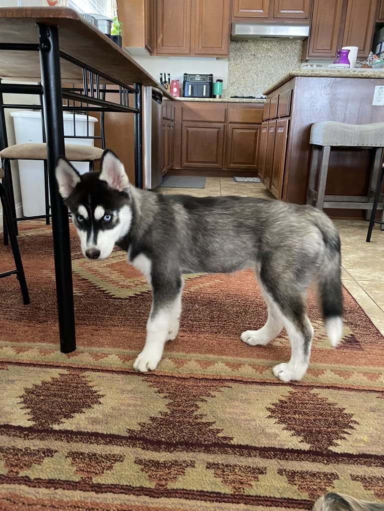 Shasta, a Siberian Husky tested with EmbarkVet.com