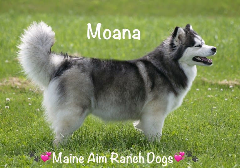 Moana, a Siberian Husky and Pomeranian mix tested with EmbarkVet.com