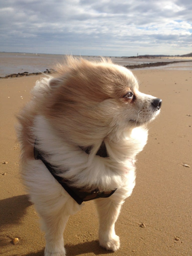 Techno, a Pomeranian tested with EmbarkVet.com