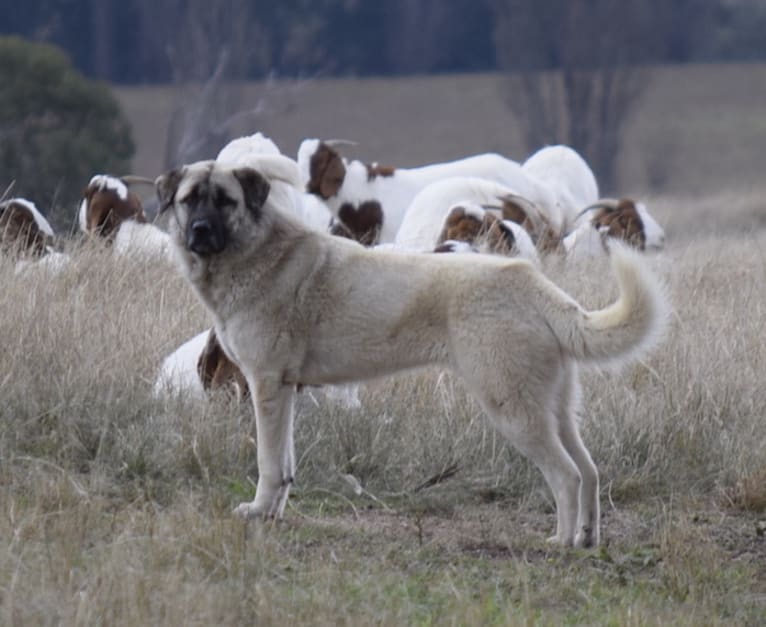 Katil, an Anatolian Shepherd Dog and Maremma Sheepdog mix tested with EmbarkVet.com