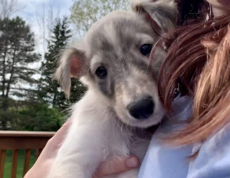 Pita, a Silken Windhound tested with EmbarkVet.com