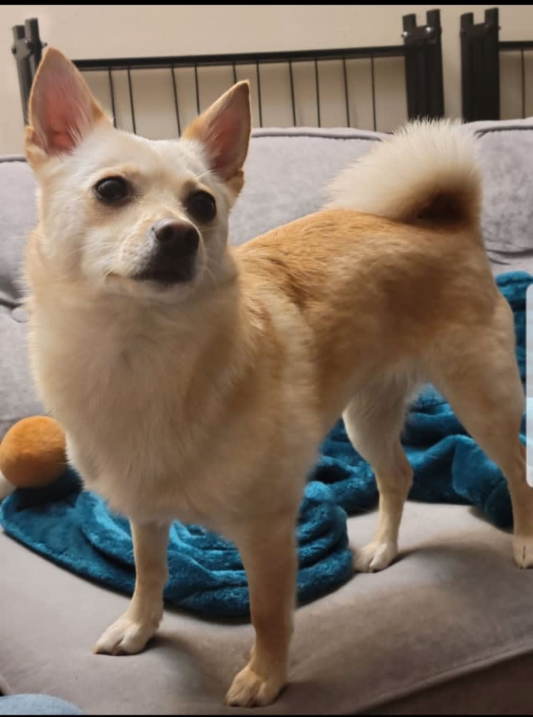 Pikachu, a Pomeranian and American Eskimo Dog mix tested with EmbarkVet.com