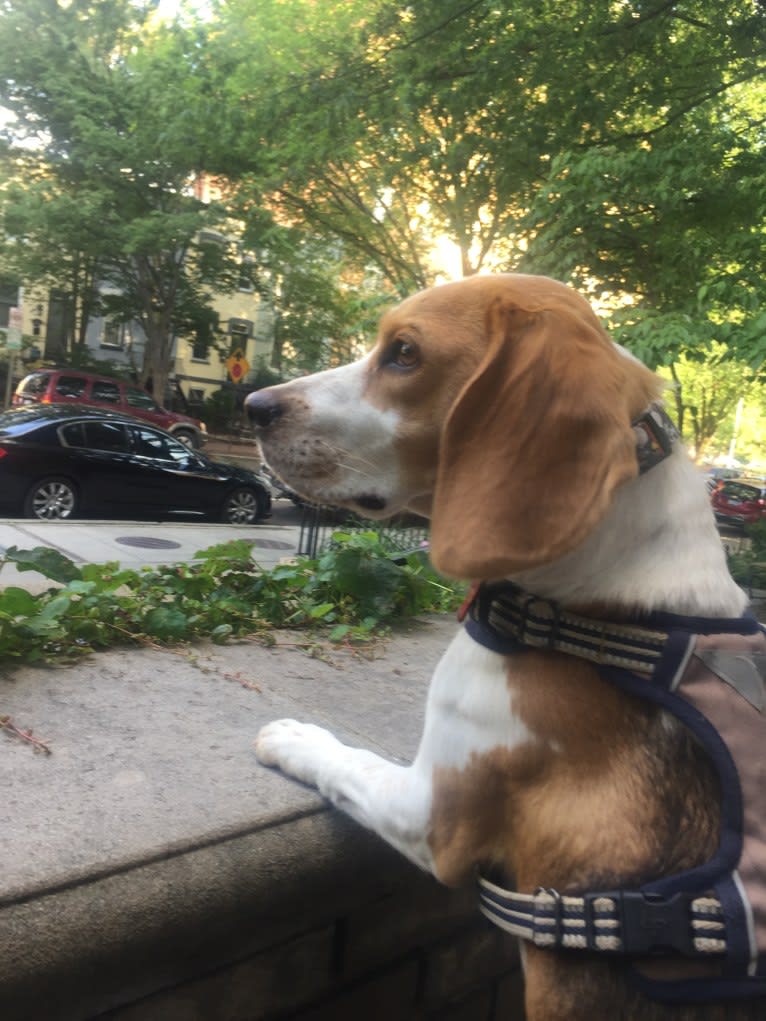 Spencer, a Beagle tested with EmbarkVet.com