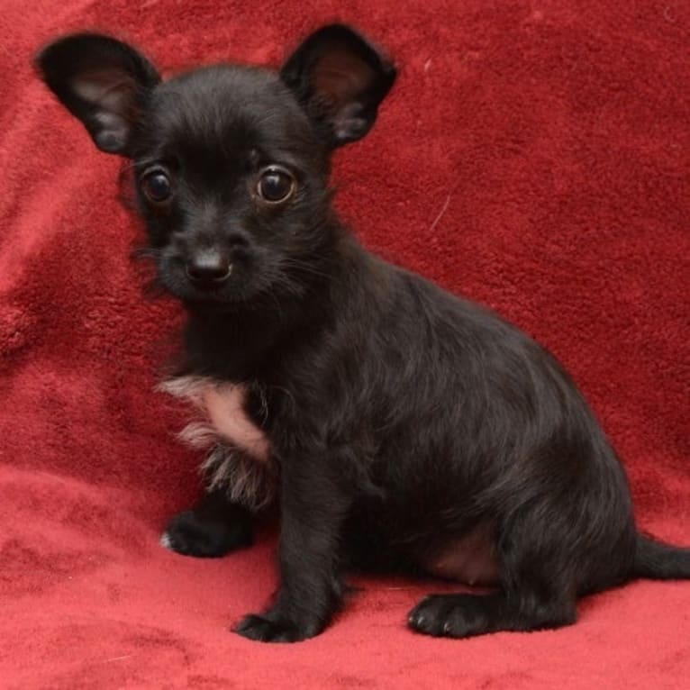 Ella Poppy, a Miniature Schnauzer and Chihuahua mix tested with EmbarkVet.com