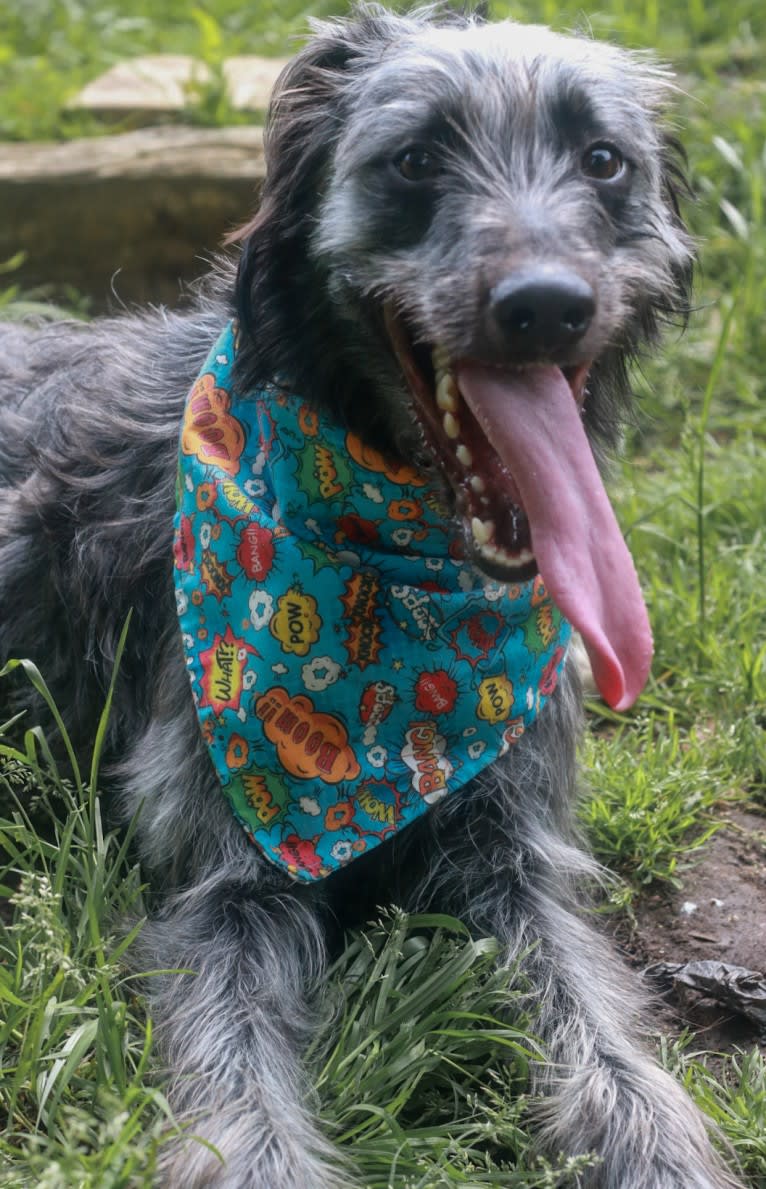 Lupin, a Greyhound and Border Collie mix tested with EmbarkVet.com