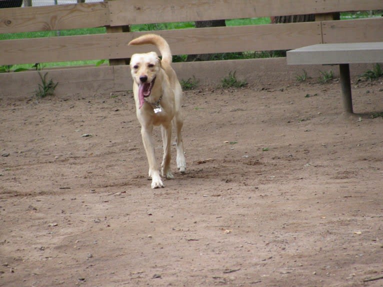 Tank, a German Shepherd Dog and Labrador Retriever mix tested with EmbarkVet.com