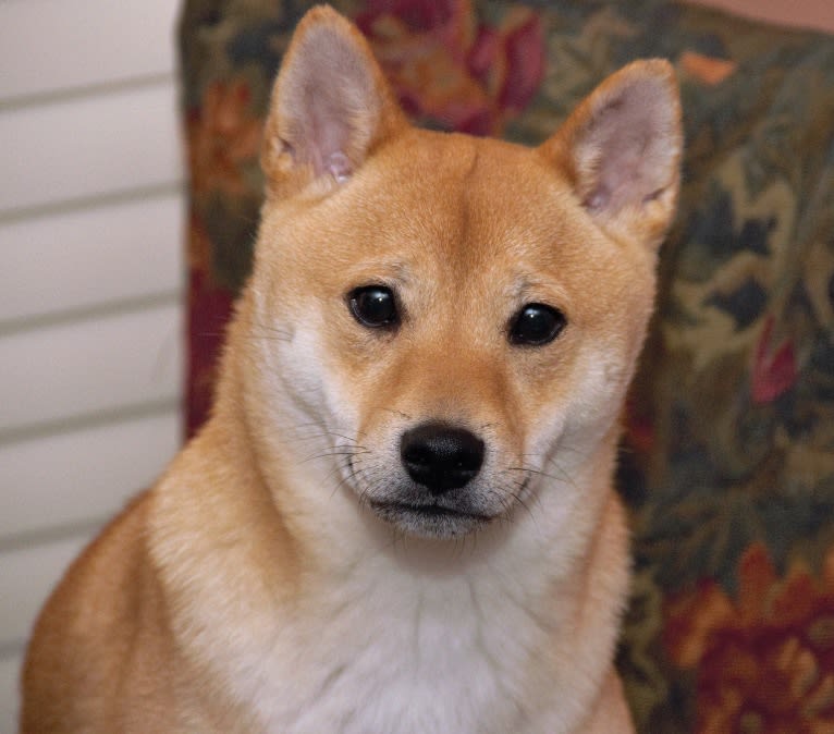 Cymba, a Shiba Inu tested with EmbarkVet.com