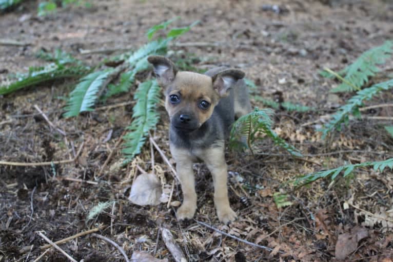 Moose, a Chihuahua and Miniature Pinscher mix tested with EmbarkVet.com