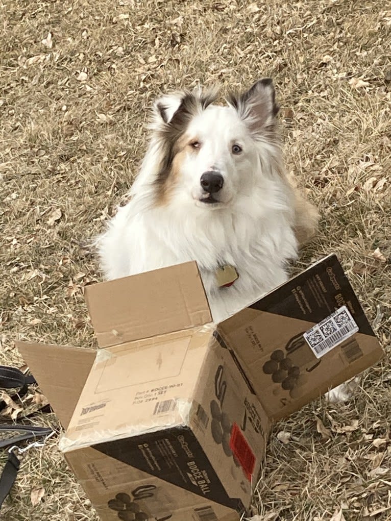 Jax, a Shetland Sheepdog and Australian Cattle Dog mix tested with EmbarkVet.com